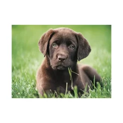 Clementoni 35072 Puzzle 500 Chocolate Puppy 49 X 36 Cm