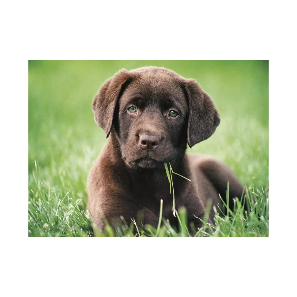 Clementoni 35072 Puzzle 500 Chocolate Puppy 49 X 36 Cm