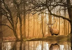 Clementoni Peace Puzzle The Forest 500 Pezzi