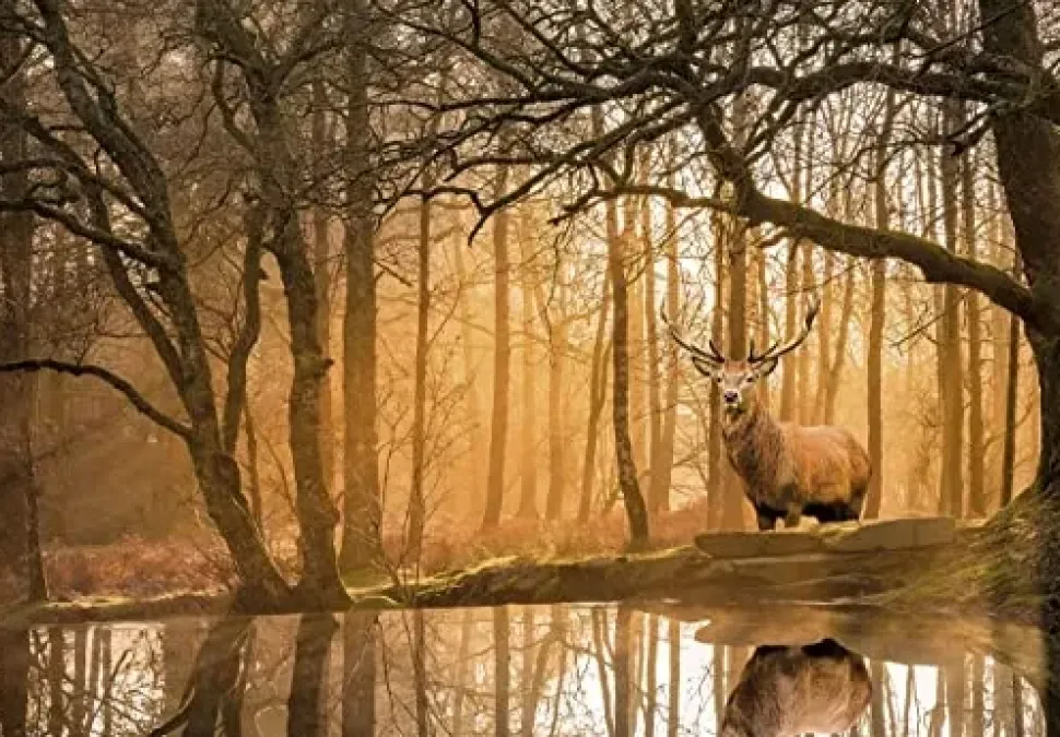 Clementoni Peace Puzzle The Forest 500 Pezzi