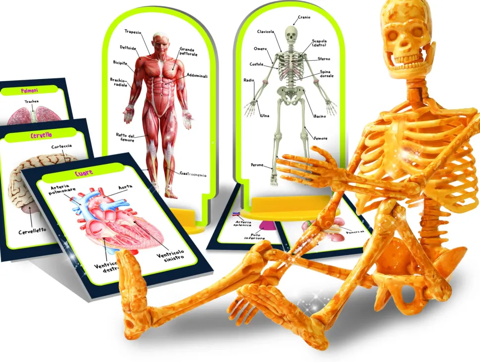I'M A Genius Scopri Il Corpo Umano