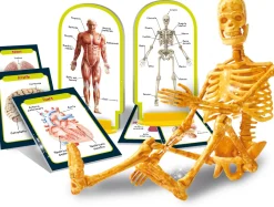 I'M A Genius Scopri Il Corpo Umano