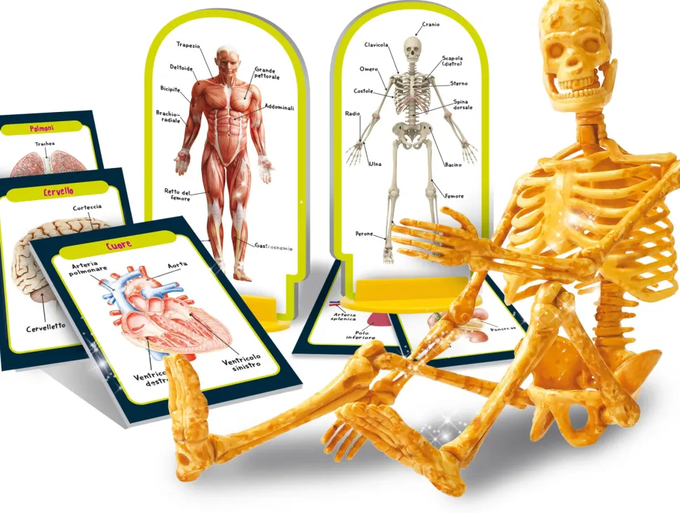 I'M A Genius Scopri Il Corpo Umano