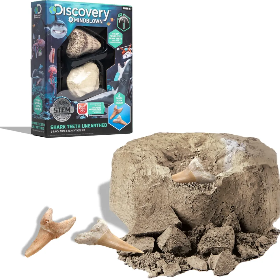 Kit Paleontologo Con 2 Denti Di Squalo