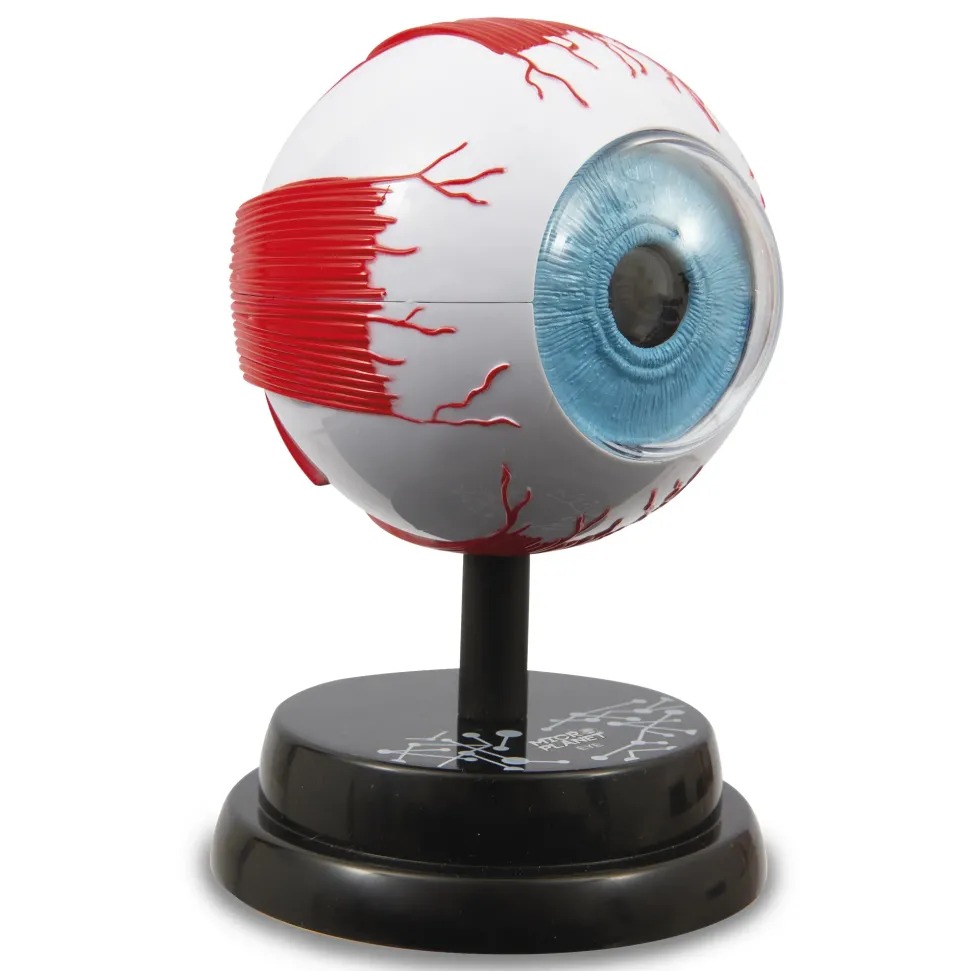 Occhio Modello Anatomico In 3D