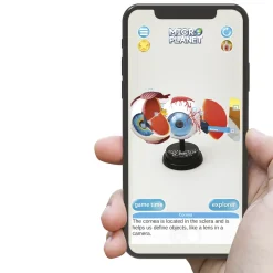 Occhio Modello Anatomico In 3D