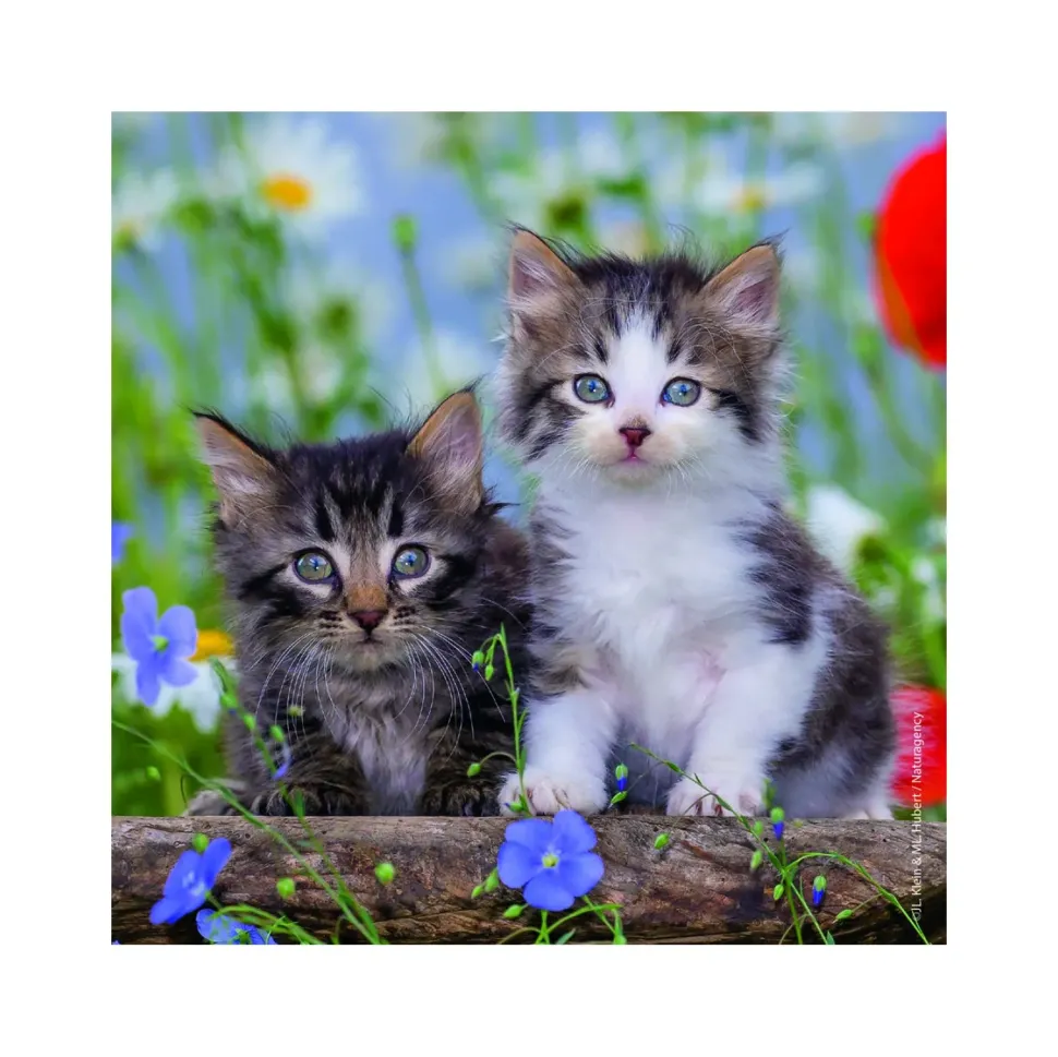 Ravensburger 3 Puzzle 49 Pezzi Gattini