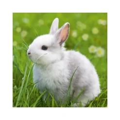 Ravensburger 3 Puzzle 49 Pezzi Teneri Coniglietti