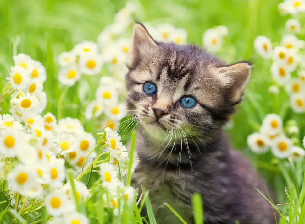 Ravensburger Puzzle Gattino Nel Prato, 500 Pezzi, Puzzle Adulti